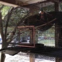 Big Cage 