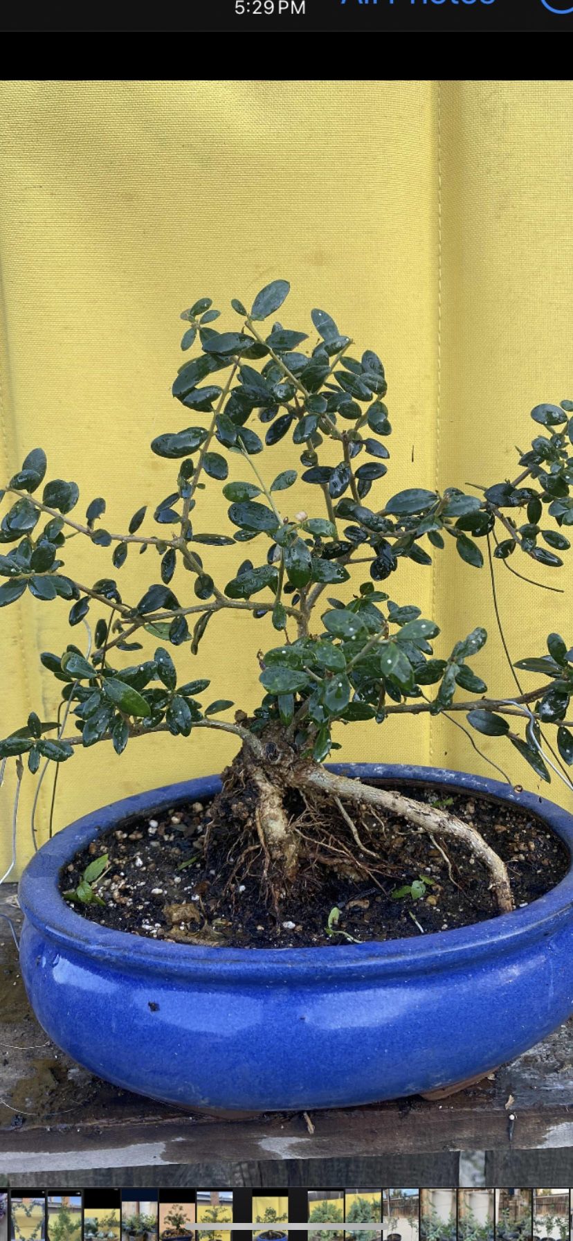 Bonsai Olive Tree Seven Years Old $70