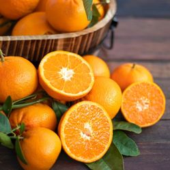 Grafted Dwarf Washington Naval Orange Trees  4 Ft Tall😃🌿🌿🌿🍊🍊🍊