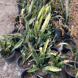 Snake Plants