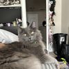 Maya