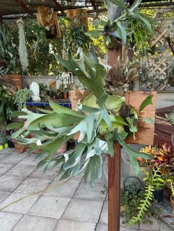 Huge Gorgeous Staghorn Fern ; Ready To Hang