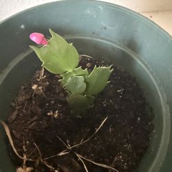 Christmas Cactus 