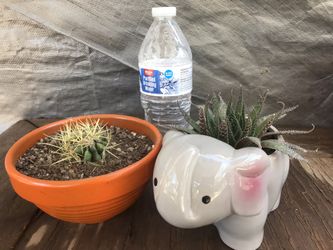 Cactus