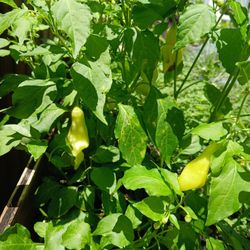 Pepper Plants