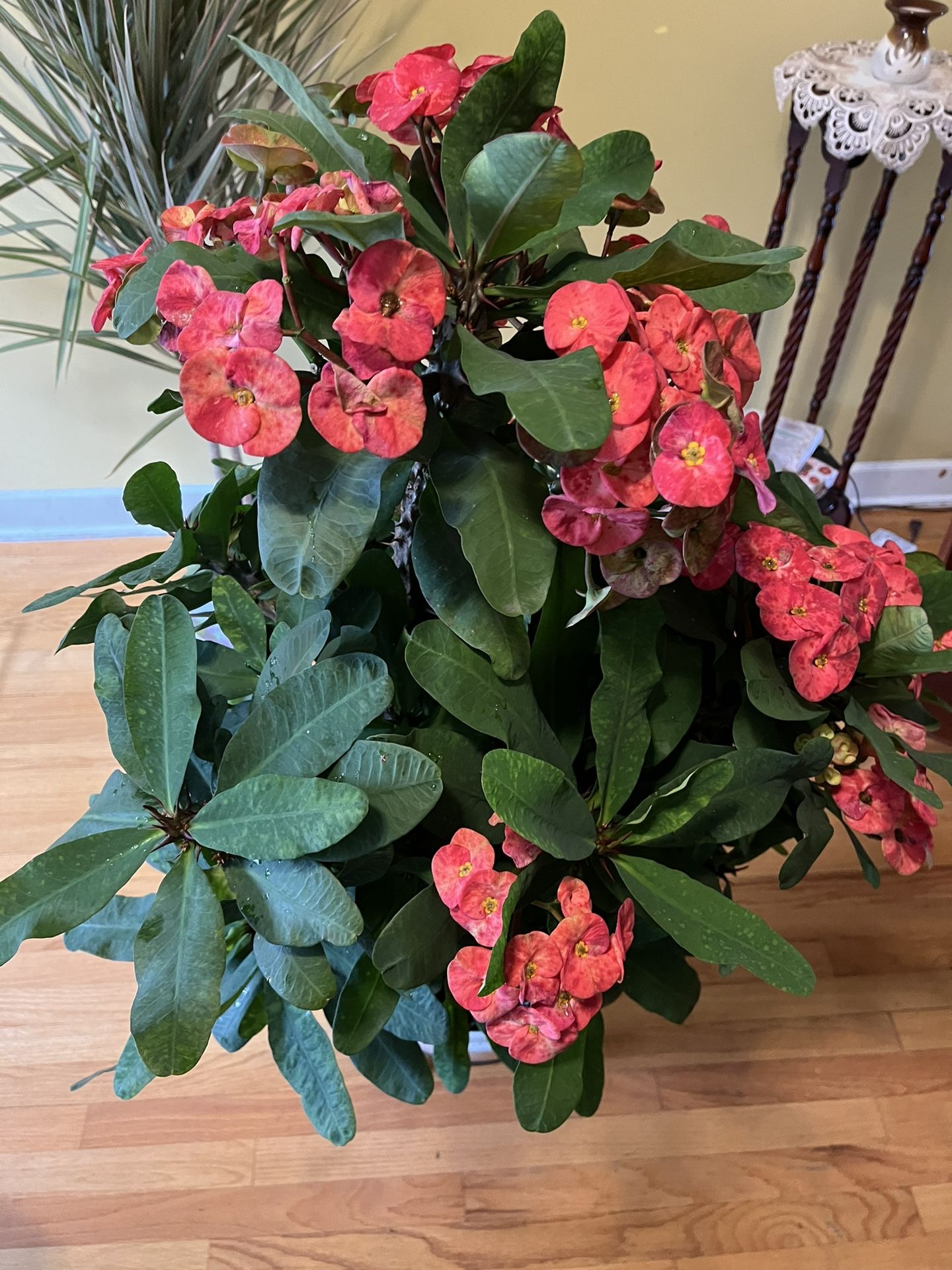 🌺Corona de Cristo (Euphorbia)🌺