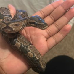 Ball Python