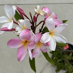Plumeria