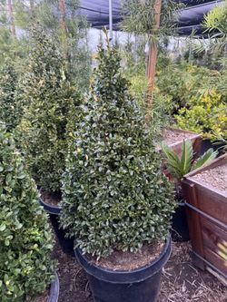 Boxwood Cones