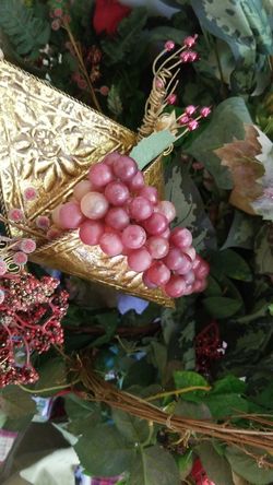 Plant decoration for the house