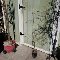 Guage Tree 4 Feet Huajes