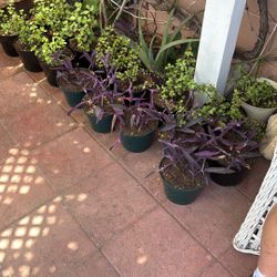 Assorted Small Plants