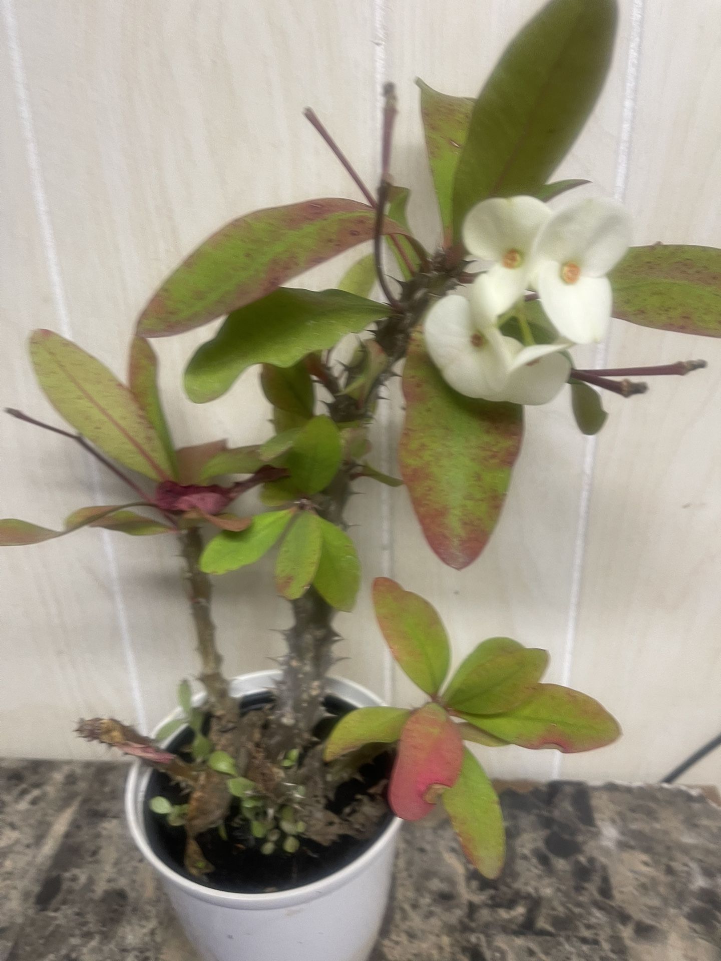 Crown Thorns Big Flowers