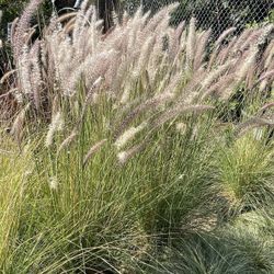 🔥🔥🔥🔥 Drough Tolerant Grasses