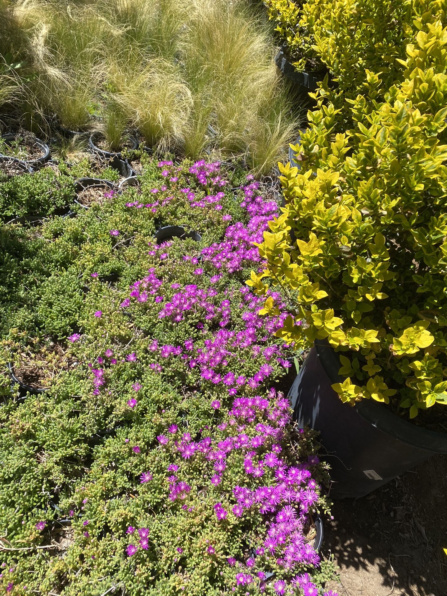 Dicrocaulon Ramulosum 1 Gallon $6 Each