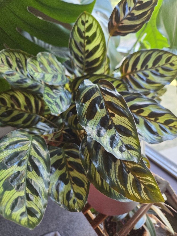 Prayer Plant