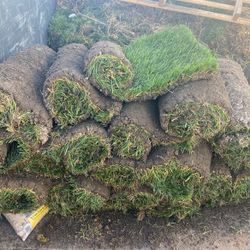 Sod / Fescue