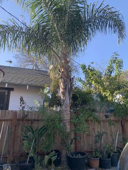 Free Palm Tree