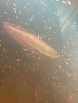Fish tank for sale