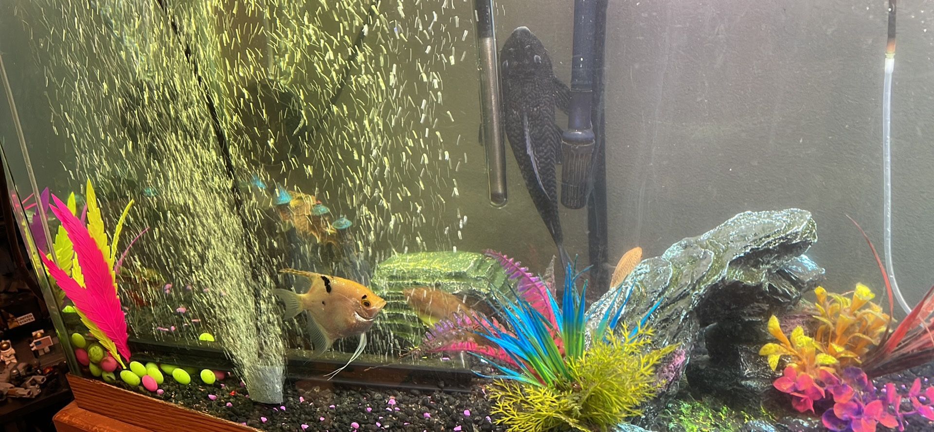 75 Fish Tank