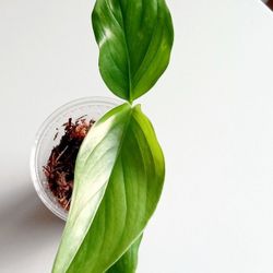  Rare Aroid Monstera Lechleriana Plant/ House Plant/ Indoor Plant Flower Patio Garden 