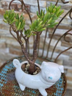 Small Planter With Plant