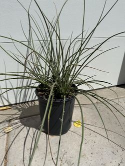 Yucca (Texas Red) - 5 Gallon Pot