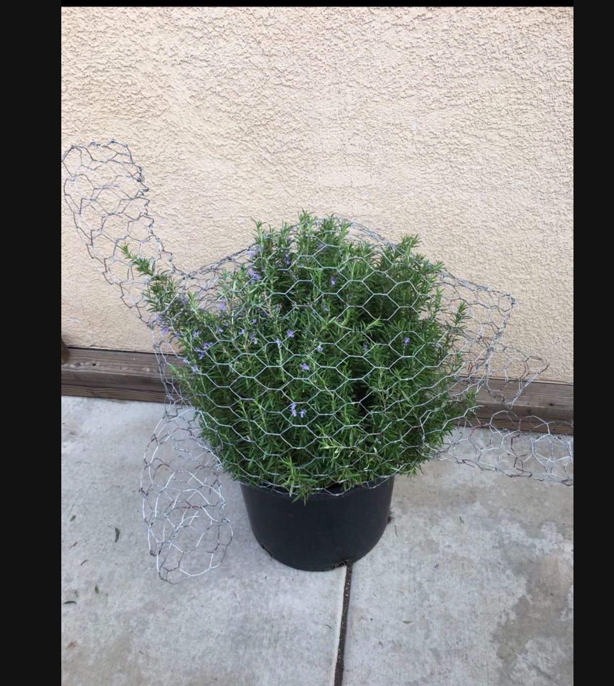 Turtle Topiary Bonsai
