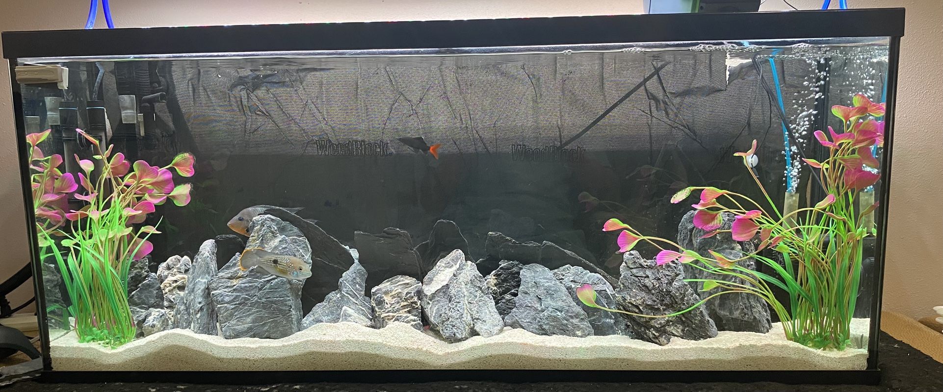 55 gallon tank Aquarium