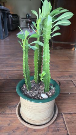 Euphorbia African Milk Tree