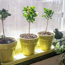 Real Boxwood Topiary Plant Set In Ceramic Pot...Set De Plantas Boxwood De Verdad En  Maceta De Ceramica 