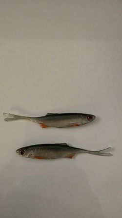 Fishing baits