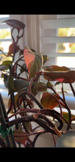 NAME YOUR PRICE FOR A CUTTING, PINK PRINCESS FOR SALE 