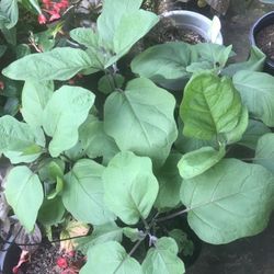 3X 1gallon Ichiban Eggplant Seedling Plants Ready To Produce