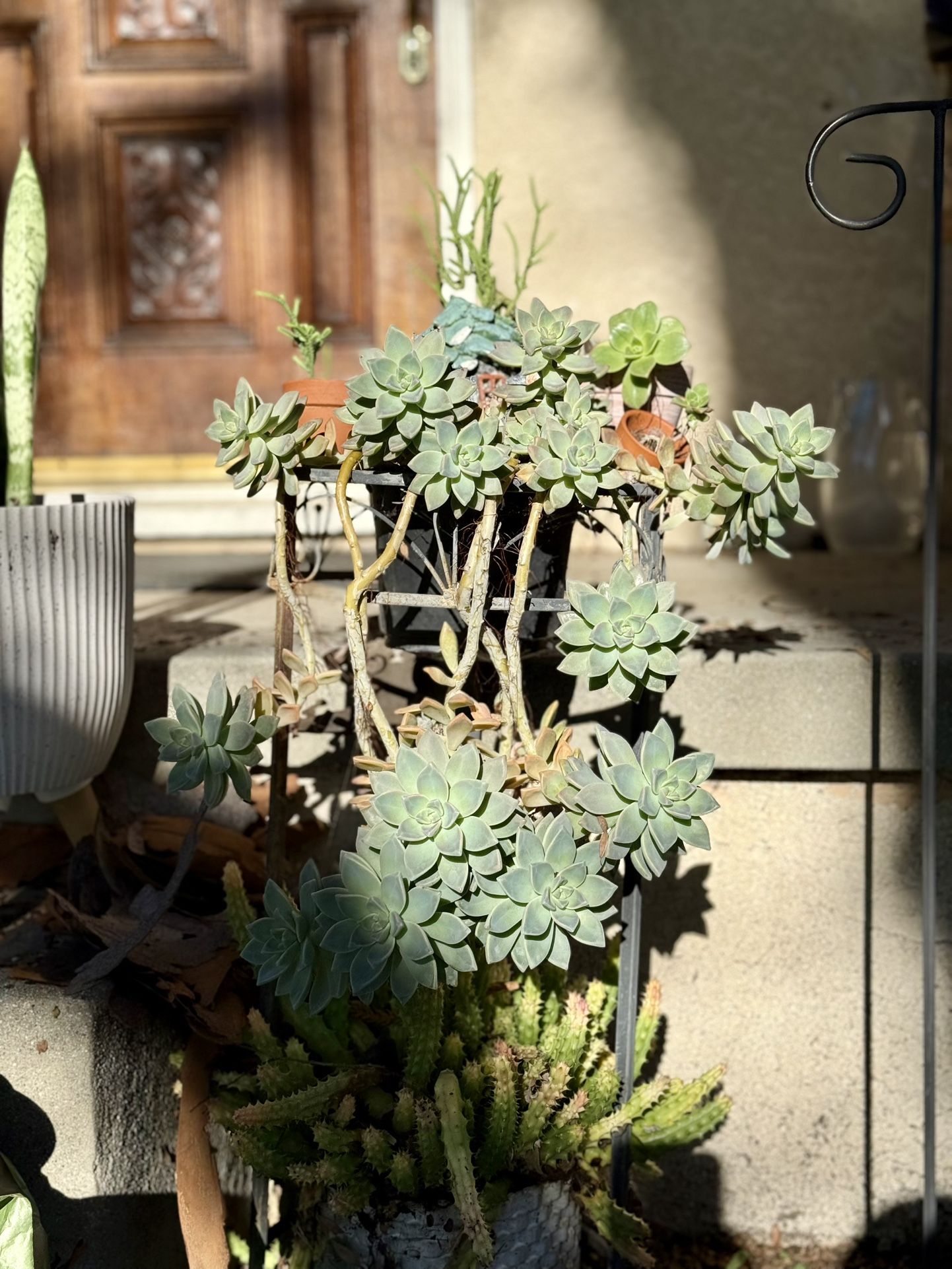 Ghost Plant (Graptopetalum paraguayense) Cuttings