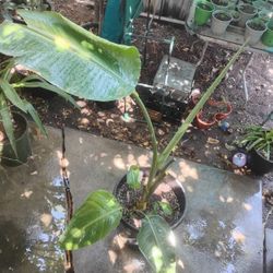 Giant Bird of Paradise Plant