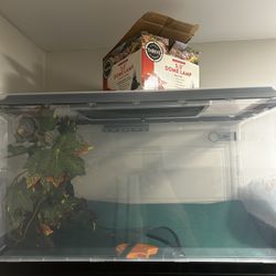 Lizard Tank & Lamp 