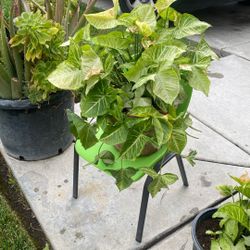 Interior Plant $20