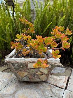 Jade Plant in Decorative Stone Planter