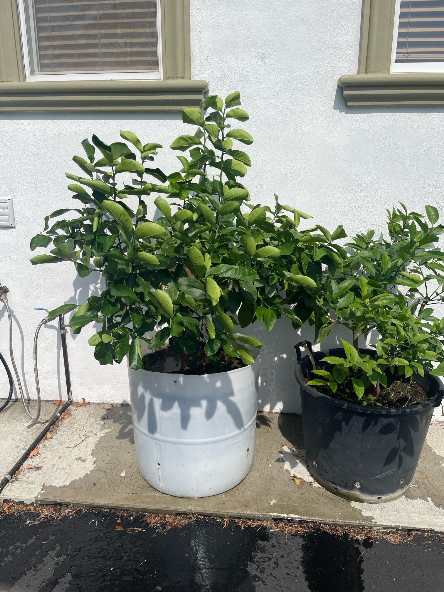 Lemon Trees