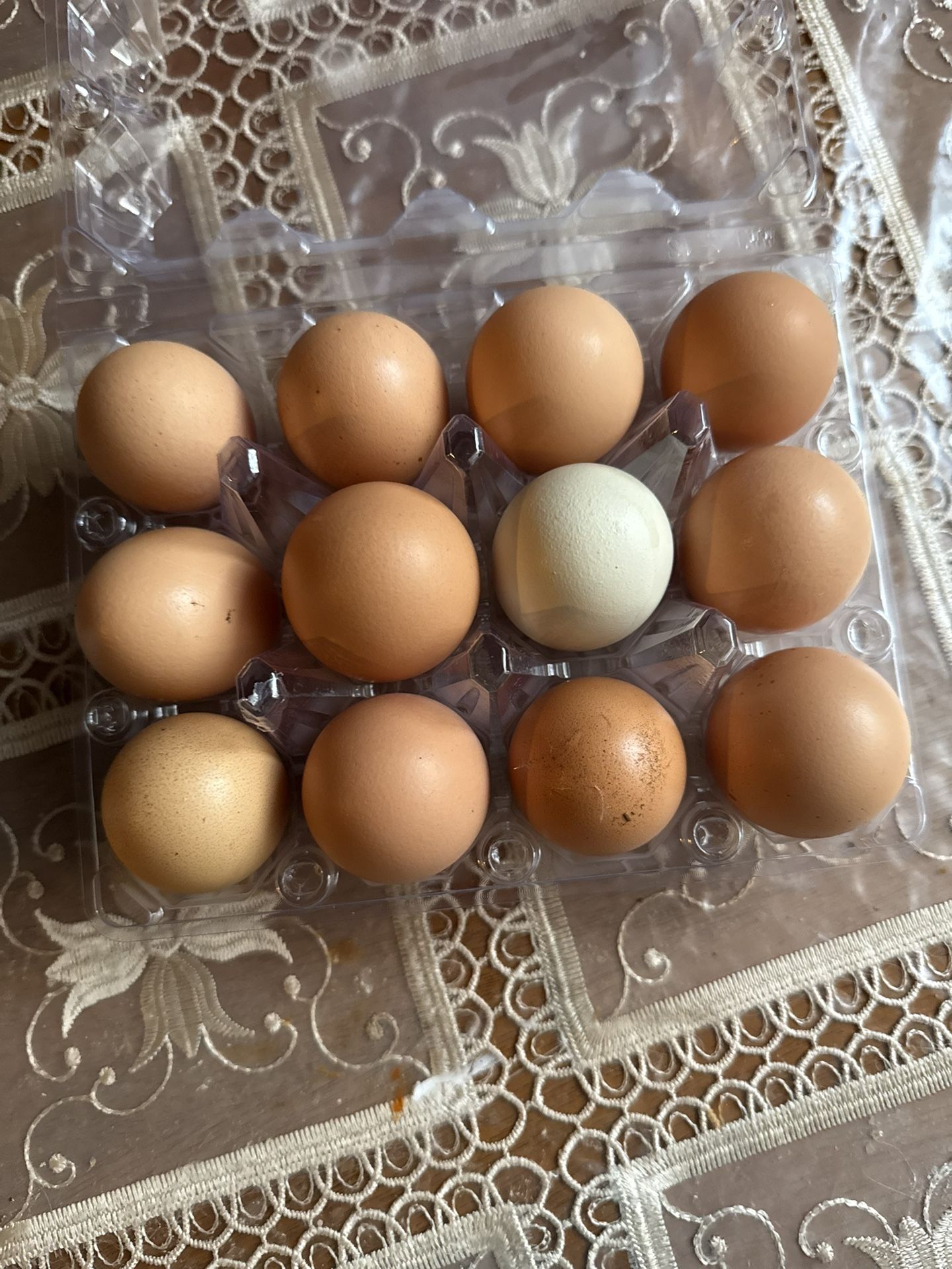 Organic Eggs/ Huevos Organicos