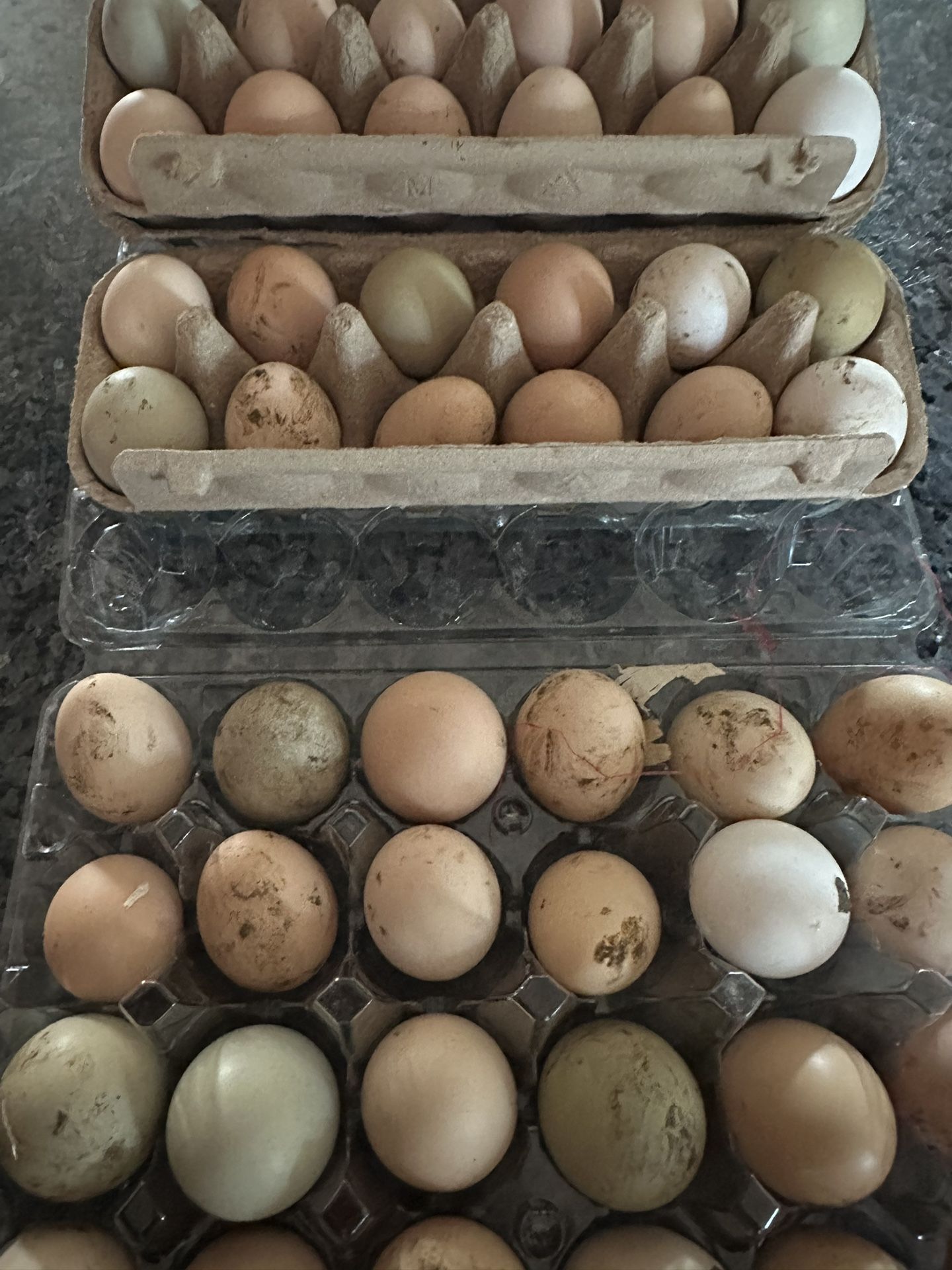 Fresh Fertile Chicken Eggs