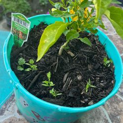 Tabasco Chile Plant