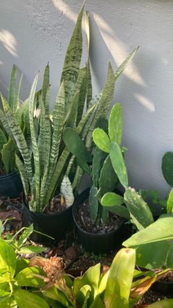 Plantas