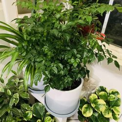 Absolutely Gorgeous China Doll Plant 👉6”NURSERY POT $22 Each(Height 23”)