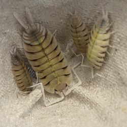 Isopods Clean Up Crew