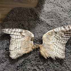 Real Owl Wings 