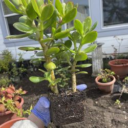 2-3 Rooted Jade / Money Plant Live Bonsai Tree Start