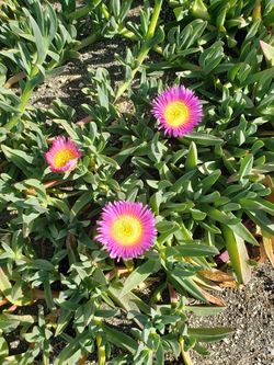 Ice Plant