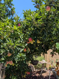 Organic Fuji Apples in Mira Mesa